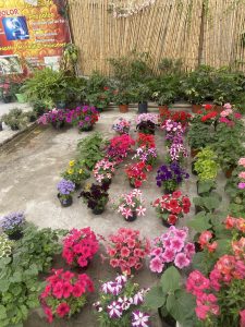 A vibrant collection of potted flowers arranged on a concrete surface, showcasing various colors and species. The scene is adorned with blooming plants in different hues, including reds, pinks, purples, and whites.