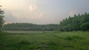 A serene landscape showing a vast green field leading to a thick forest line under a soft, hazy sky during late afternoon.
