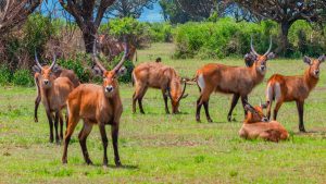 A herd of waterbuck grazing in a green savanna, with some standing and one resting in the foreground.