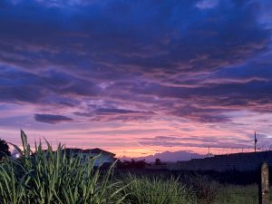 A purple sunset, with high altitude clouds. In the foreground is some grass lit from behind the camera.