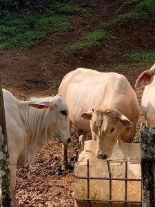 Vacas comiendo en un entorno rural al aire libre
