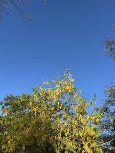 A bright golden rain tree with dense yellow flower clusters against a clear blue sky.