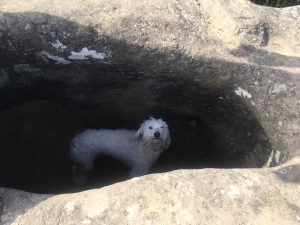 A white fluffy dog stands inside a dark cave-like rock formation. The dog looks towards the camera.