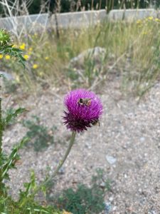 A close-up of a vibrant purple thistle flower growing in a natural, grassy area. A bee is perched on the flower, collecting nectar. 