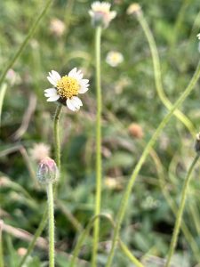A close-up photograph of a small white flower with a yellow center, surrounded by slender green stems. 
