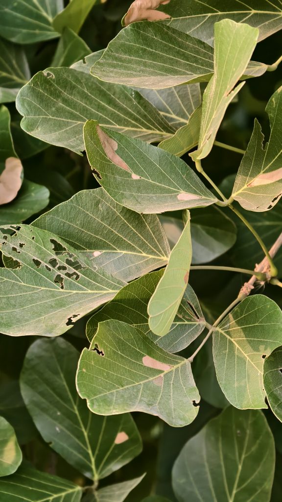 Several large green leaves with prominent veins show damage from insects with many small holes. Some leaves have large dry brown patches. The leaves are layered together on a branch in natural outdoor light.