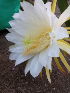 A close-up of a dragon fruit flower with delicate petals, a central cluster of filaments, and a light green pistil.
