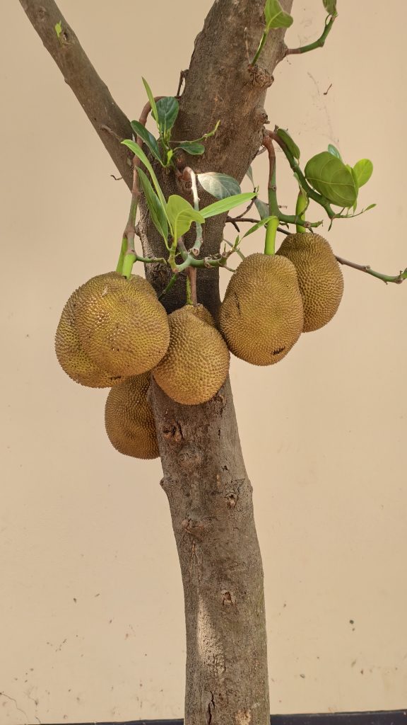 Close-up of a tree trunk with several large round jackfruits hanging from its branches.