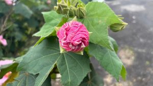A close-up of a pink flower bud surrounded by green leaves, with several smaller buds visible in the background.