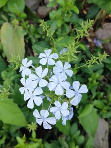 Delicate light blue five-petaled flowers among vibrant green leaves, arranged naturally with a soft, crinkled texture.
