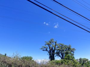 Clear blue sky with a few clouds, power lines overhead, and green trees and bushes below.