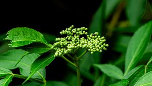 A cluster of small green buds sits among rich dark green leaves. The tightly packed buds are spherical and in early growth. A dark background highlights the fresh foliage.