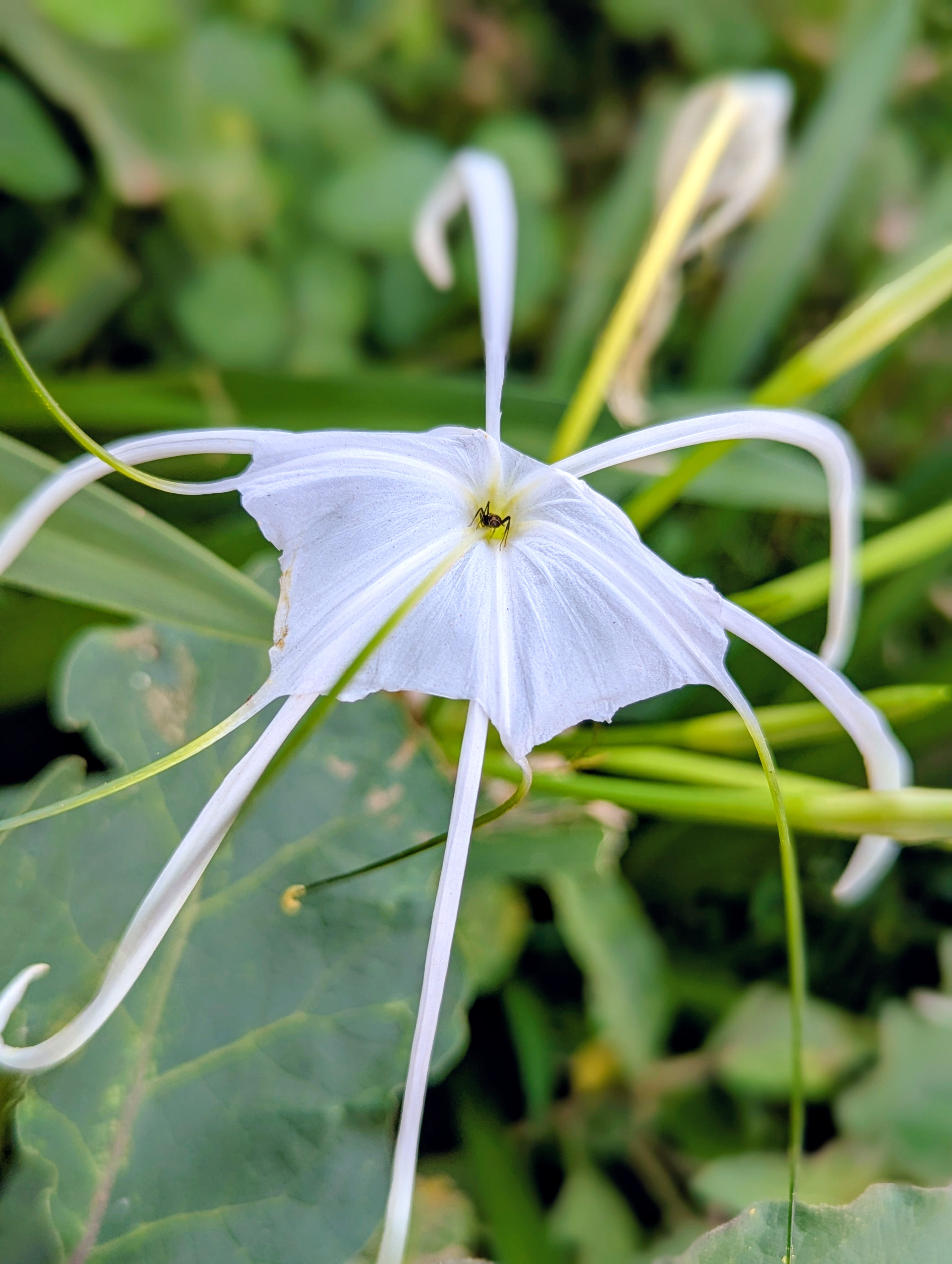 A close-up of a Spider Lily showing its delicate and unique structure.