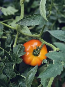 A ripe tomato turns from green to bright red on the plant, surrounded by fresh leaves. The close shot shows natural details and textures. Captured in Perumanna, Kerala. 
