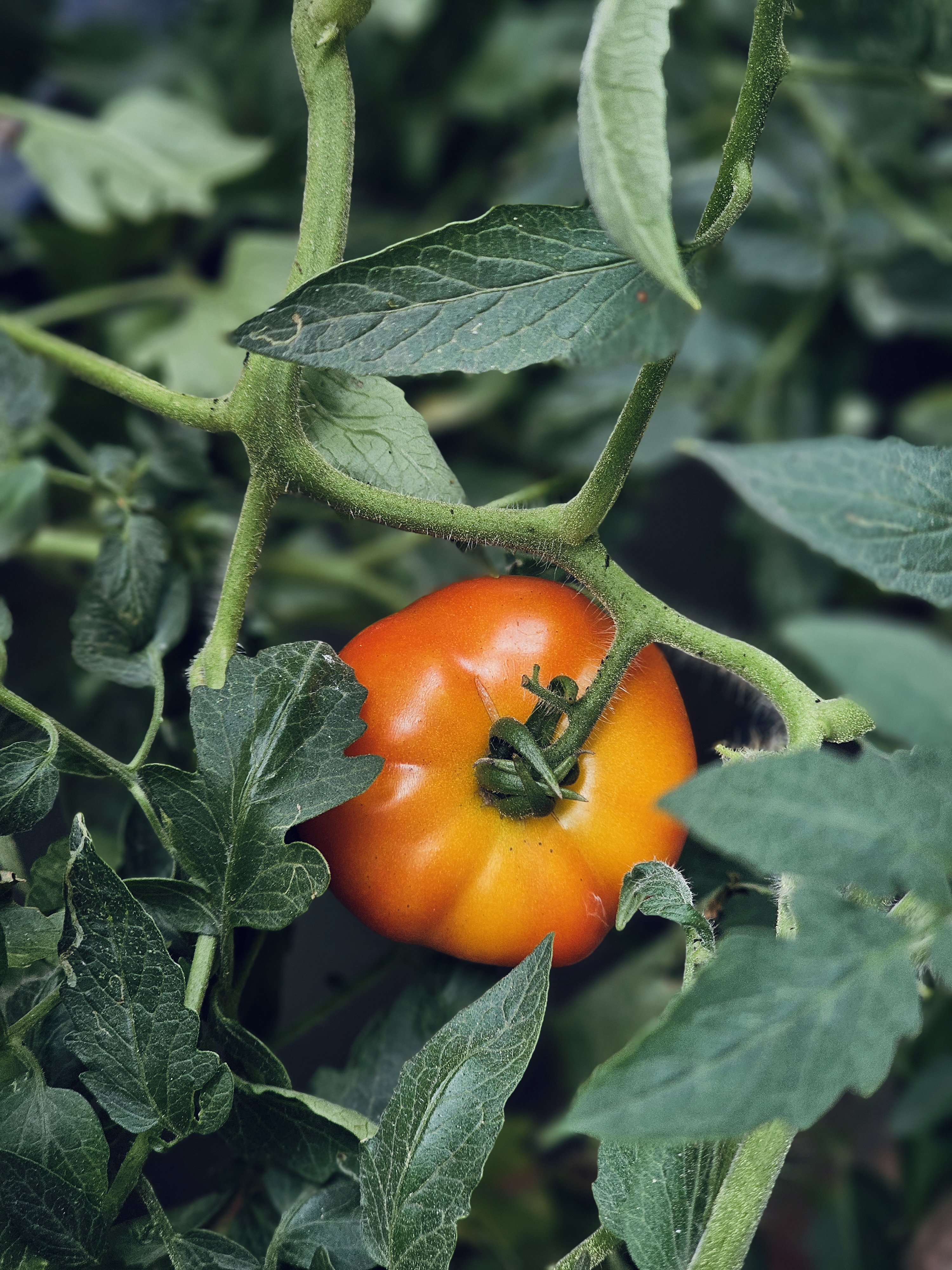 A ripe tomato turns from green to bright red on the plant, surrounded by fresh leaves. The close shot shows natural details and textures. Captured in Perumanna, Kerala.