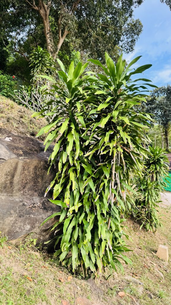 A cluster of tall, lush green plants with broad leaves growing on a rocky slope.