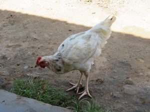 A white hen with light grey mottling on its wings and a vibrant red comb pecks at the dry, dusty ground. A small patch of green grass grows at the edge of a concrete step in the foreground.