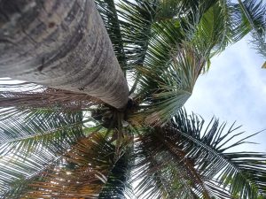 A low-angle view of a tall palm tree, featuring a textured trunk and a cluster of green bananas near the top. Surrounding leaves are vibrant with shades of green and hints of yellow, set against a light blue sky.