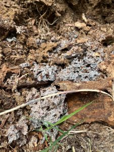 An ant nest with ants on soil and wood, with a visible grayish-blue structure.
