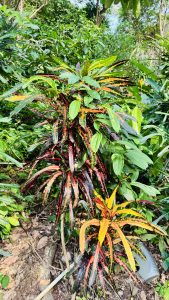 A colorful croton plant with long thin leaves in green, yellow, and red grows among dense tropical vegetation under bright natural light.