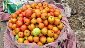 A top-down view of a large pile of ripe red and orange tomatoes on a pink floral cloth, with one green tomato in the center. A green and yellow sack is partially visible on the left over dirt ground.