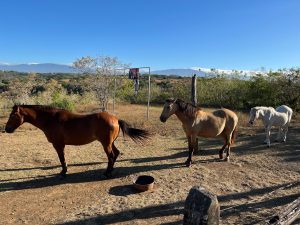 
Three horses are walking in a grassy area under a clear blue sky.