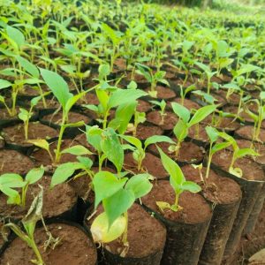 A close-up view of young green plants growing in small black nursery bags