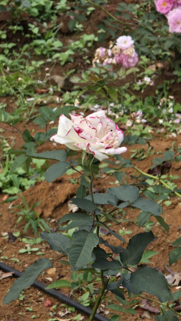 A white rose with pink edges blooms prominently in the foreground, surrounded by green leaves.