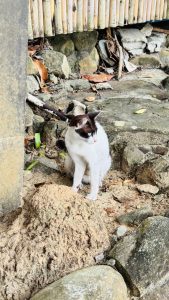 A white cat with dark brown markings on its head and ears sits on dirt and small rocks, looking to the side alertly. Behind it is a bamboo pole wall with scattered stones and debris in a shaded outdoor area.