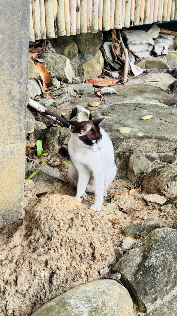 A white cat with dark brown markings on its head and ears sits on dirt and small rocks, looking to the side alertly. Behind it is a bamboo pole wall with scattered stones and debris in a shaded outdoor area.