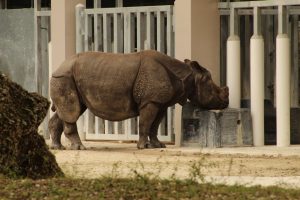 Rinoceronte Negro Zoologico miami