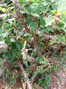 
A dense bush with intertwined branches covered in sharp thorns and small, green leaves. Some leaves have a slight sheen, and there are glimpses of red flowers peeking through the foliage