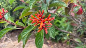 A photo of the Coralillo plant, a tropical shrub with red and orange tube-shaped flowers.