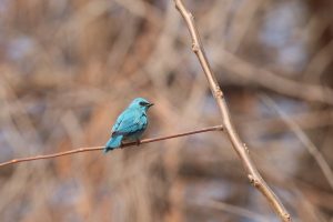 A Verditer Flycatcher is perched on a thin, horizontal brown branch.