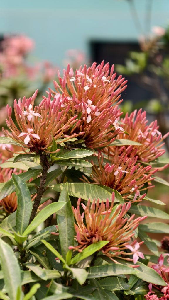 Many pink ixora flower buds ready to bloom on a green plant. A few small pink flowers have already opened. The background shows a blurry light blue wall and more green leaves.