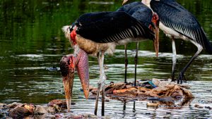 


A group of Marabou storks stands in shallow water, with one bird foraging through a pile of trash and debris. The storks display a combination of black and white plumage, with striking red skin on their necks and faces.