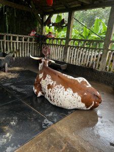 A brown and white spotted cow is lying down on a black mat inside a rustic shelter