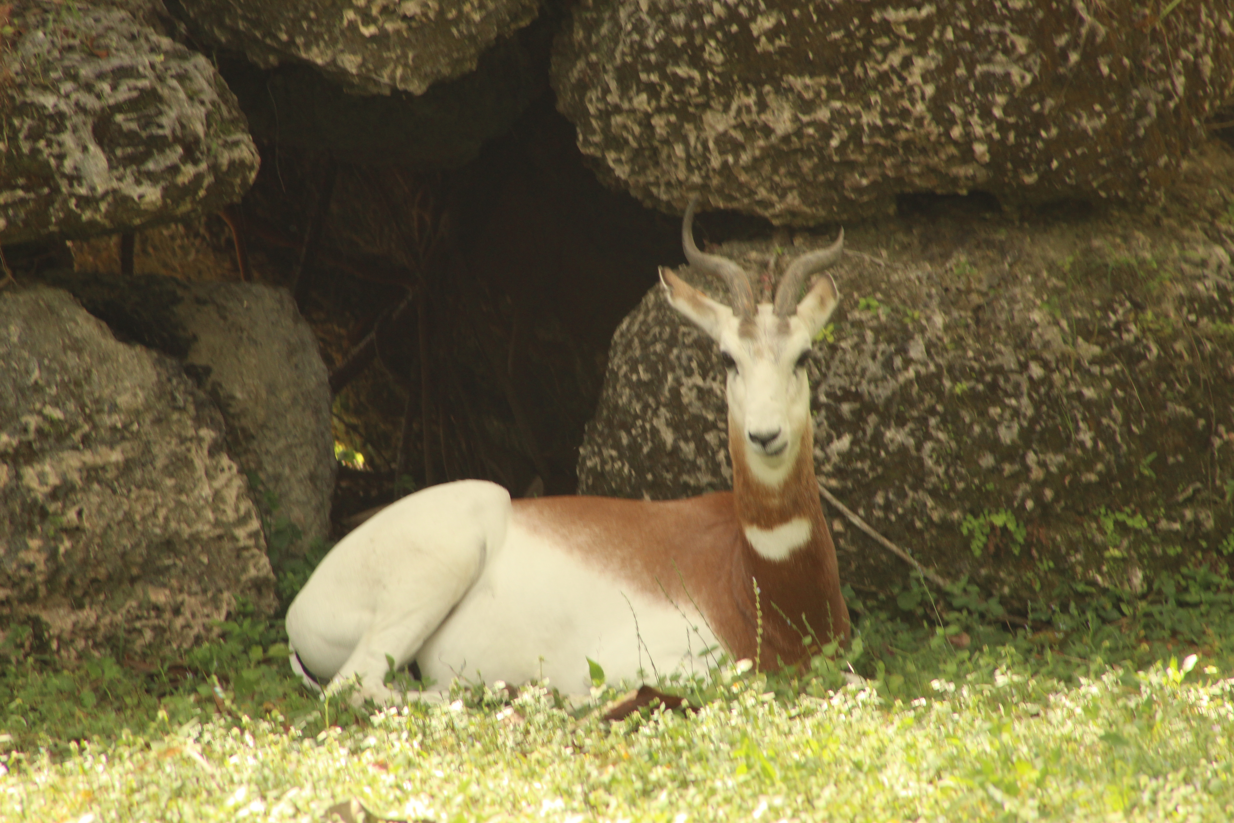 A brown and white antelope rests on green grass near large, moss-covered rocks. The animal has distinctive curved horns and is positioned in a relaxed posture, with its head turned slightly towards the camera. - Addra Gazelle Zoo Miami
