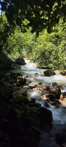 A crystal-clear river flowing over rocks through dense tropical vegetation, creating a fresh and vibrant natural scene.