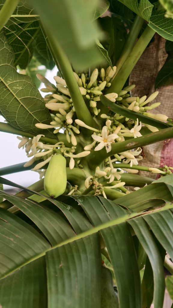A papaya tree trunk shows many cream colored flower buds and a single small green papaya fruit growing under large tropical leaves.