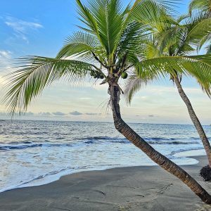 A leaning palm tree on a dark sandy beach with gentle waves under a clear sky.