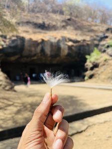 A close-up of a person’s hand holding a single, fluffy white seed against a blurred background of a rocky cave entrance.

