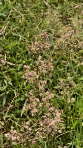 
A cluster of dry, brownish flowers growing amidst green grass. 