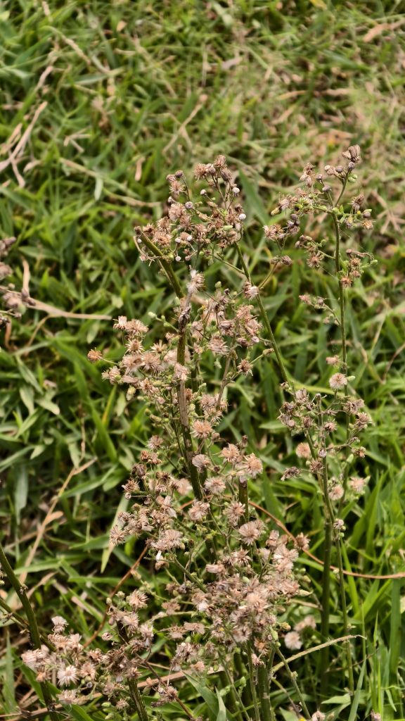 A cluster of dry, brownish flowers growing amidst green grass.