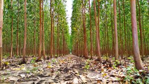 A low-angle view of a dense plantation of tall, slender trees with green foliage, looking down a path covered in fallen leaves.
