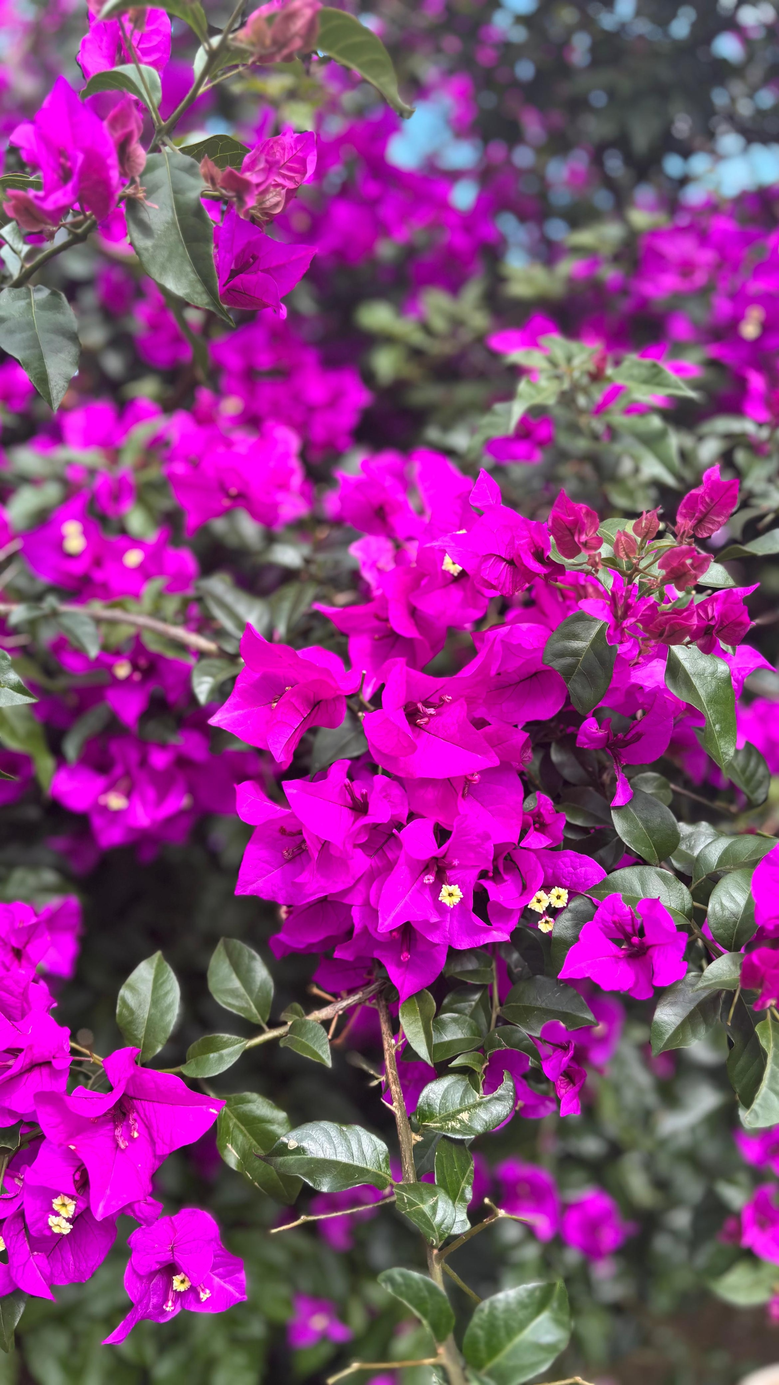 A vibrant cluster of magenta bougainvillea flowers against a backdrop of green leaves.