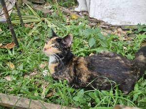 A tortoiseshell cat relaxing in lush green nature, looking calm and peaceful.
