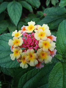 Close-up of colorful flowers, mainly yellow with orange centers and pink accents.