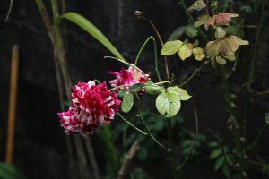 A branch of vibrant pink and white flowers with lush green leaves is shown against a dark background. 