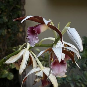A close-up of a Nun Orchid with white petals, brownish-red centers, a pink ruffled lip, and unopened buds against a blurred background.